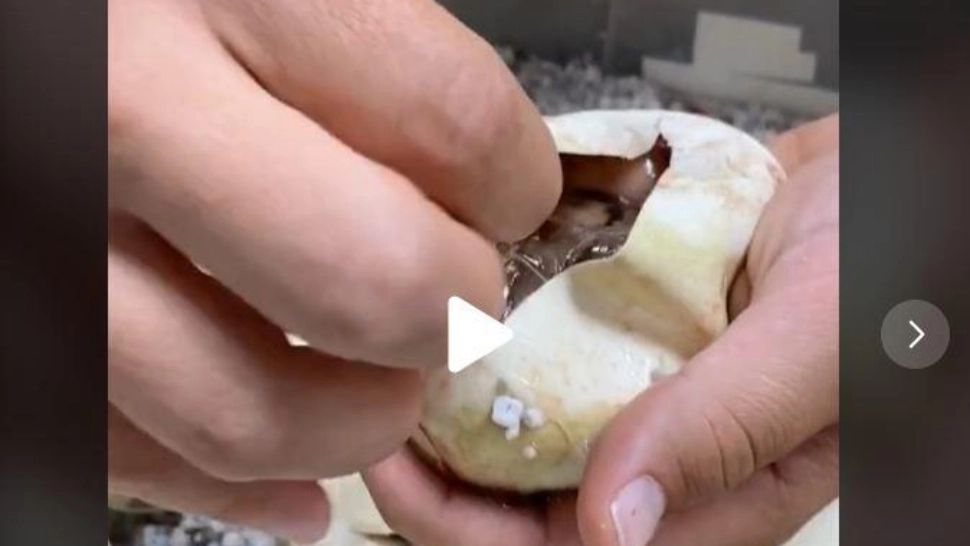 VIDEO – Părea un simplu ou, însă când i-a spart coajă a ieșit din el ceva extrem de periculos