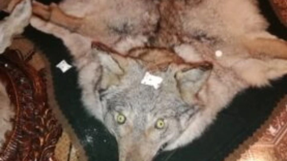 Percheziții ample în Mureș! Peste 55.000 de euro, arme, trofee, confiscate de polițiști - o persoană reținută pentru braconaj