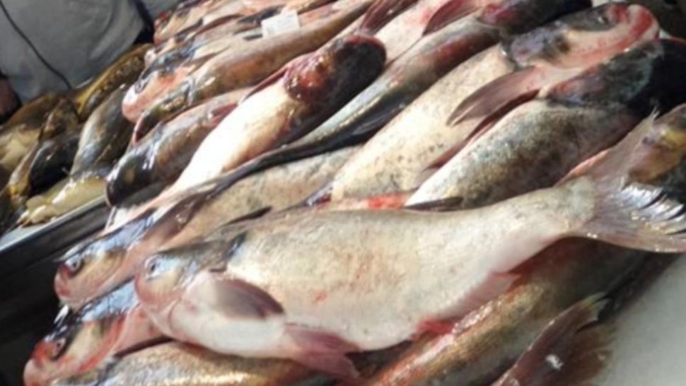 Consumul de pește din Dunăre și Marea Neagră poate să ne îmbolnăvească chiar și de cancer - Explicațiile specialiștilor