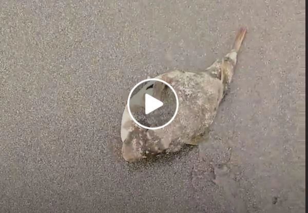 VIDEO – Mergea pe plajă și a găsit un pește ciudat – A pus mâna pe el și a vrut să-l arunce înapoi în mare însă nu știa că își riscă propria viață