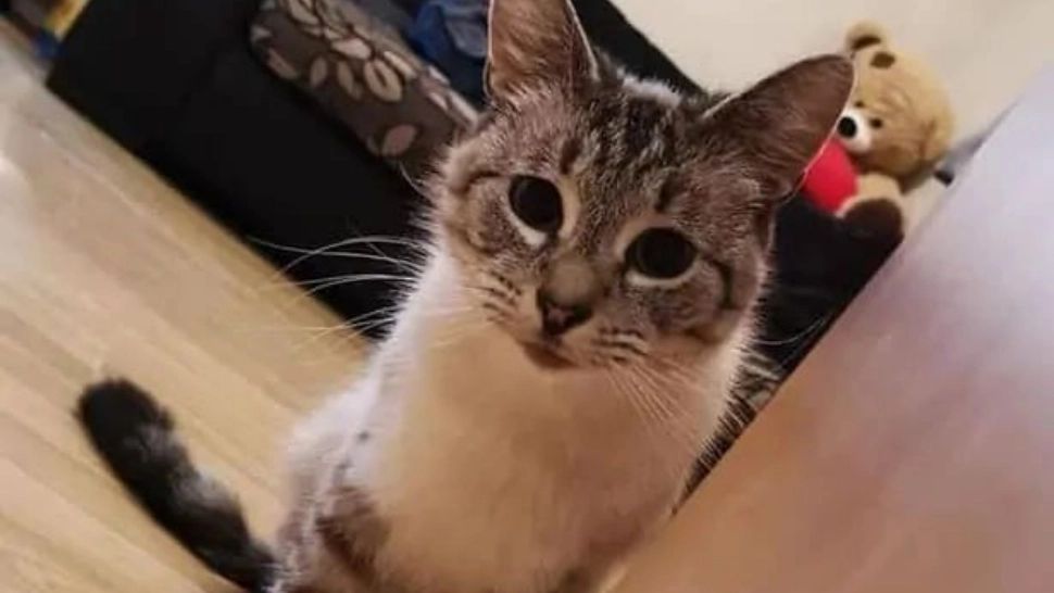 O pisică s-a întors acasă cu o hârtie legată de gât - Când stăpânul ei a citit bilețelul, s-a îngrozit - FOTO cu mesajul primit