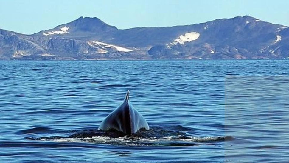 BALENĂ de 19 metri lungime, eșuată pe o plajă din EUROPA! Unde s-a întâmplat totul