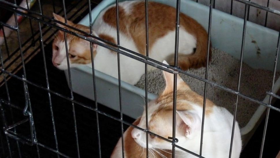 CAMPANIE de STERILIZARE pentru patrupedele din Capitală. Procedura va fi GRATUITĂ