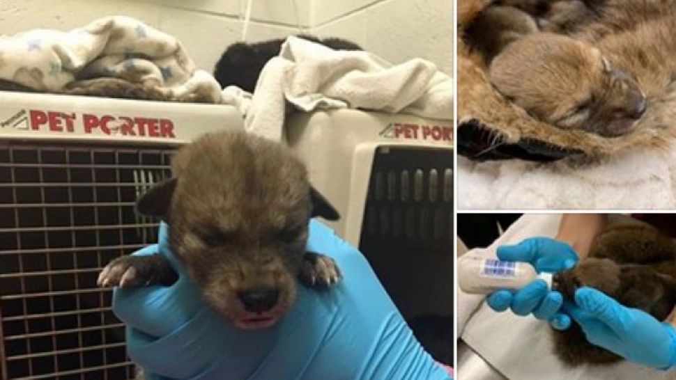 Credea că a dat peste un pui de câine. Când colo, în fața lui era un animal extrem de periculos!