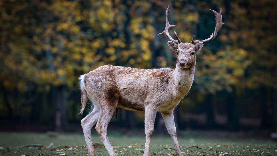Un bărbat din Arad a fost prins după ce a ÎMPUŞCAT un cerb din maşină