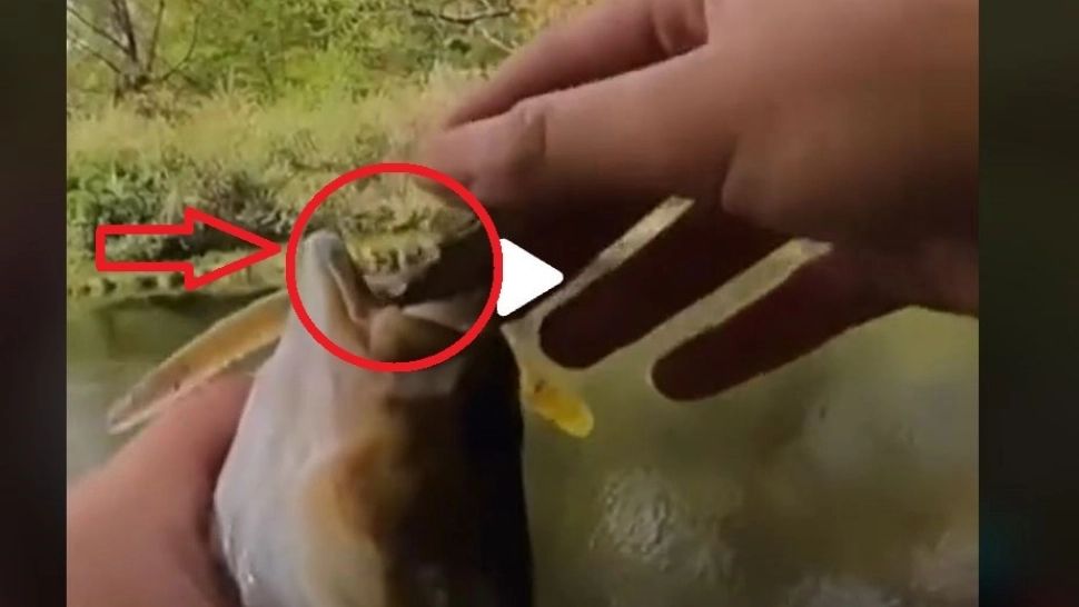 VIDEO – Din gura peștelui a început să iasă ceva ciudat – Când și-a dat seama, pescarul a început să țipe de frică