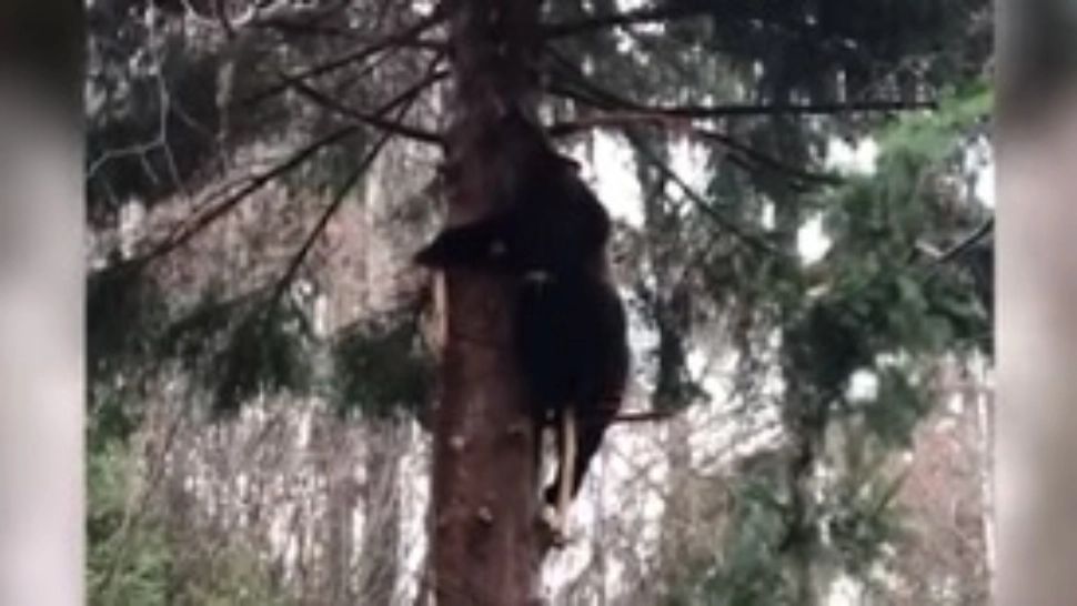 VIDEO | Ursul greșit, prins în capcana braconierilor. Silvicultorii au salvat animalul sălbatic