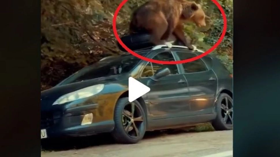 VIDEO – Se întâmplă chiar în România – Un urs devastează o mașină aflată la marginea pădurii