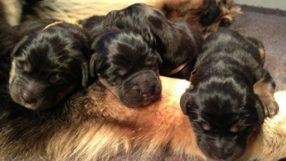 Ani de zile, femeia a crezut că are un câine. ŞOC URIAŞ când a aflat ce bestie crescuse, de fapt, în casă - FOTO