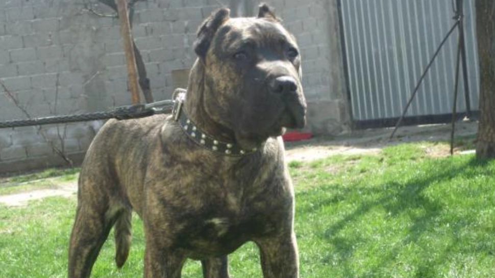 Moarte CUMPLITĂ a unui copil de 3 ani: Lăsat fără suflare după ce a fost mușcat de cap de câinele familiei - Detalii incredibile