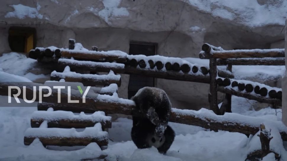 Cum se BUCURĂ un urs panda de la o Grădină Zoologică din Moscova de zăpadă. Imaginile, VIRALE pe internet