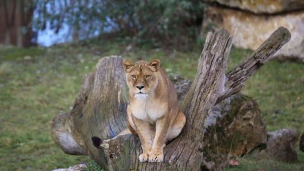 O LEOAICĂ de la grădina zoologică din Belgia a fost testată POZITIV cu COVID-19! Ce simptome are felina 