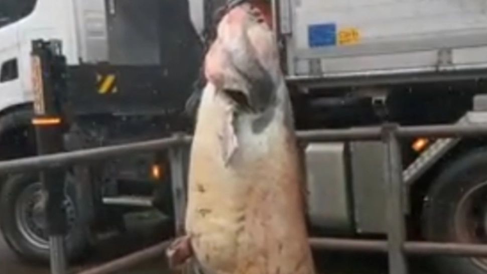 VIDEO | Ce au scos muncitorii din Austria dintr-o canalizare! Oamenii au rămas UIMIȚI când au văzut asta