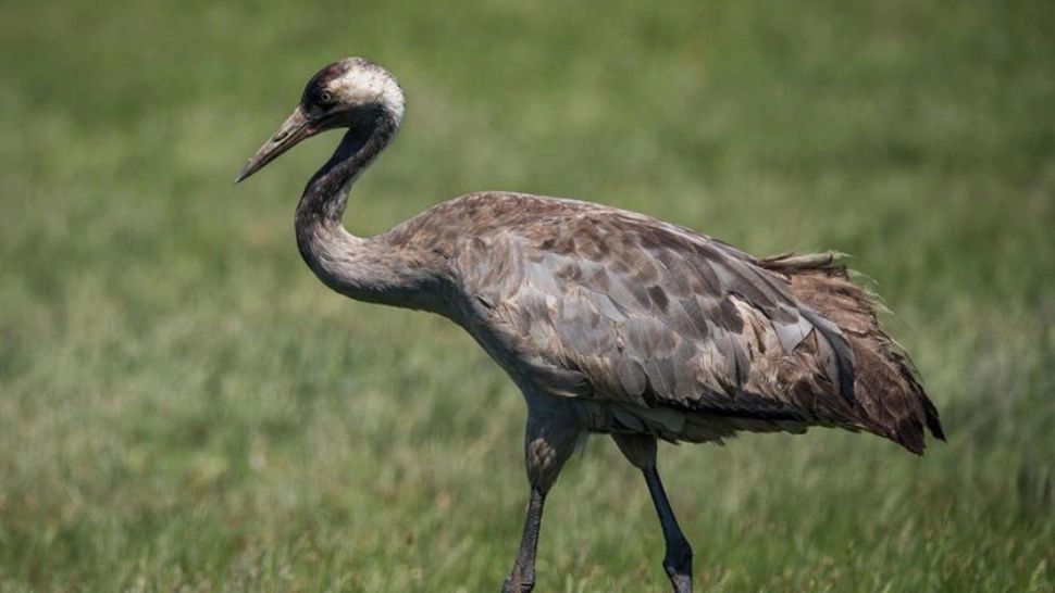 Gripa AVIARĂ face prăpăd în ISRAEL! Un focar a ucis mii de păsări 