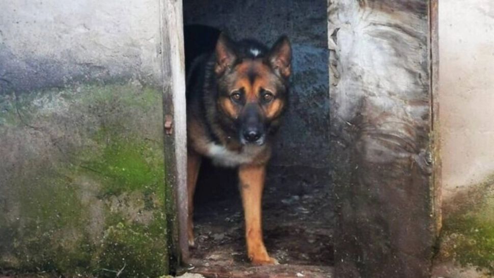 Închiși în casă două zile de frica propriului câine. Au fost salvați de jandarmi