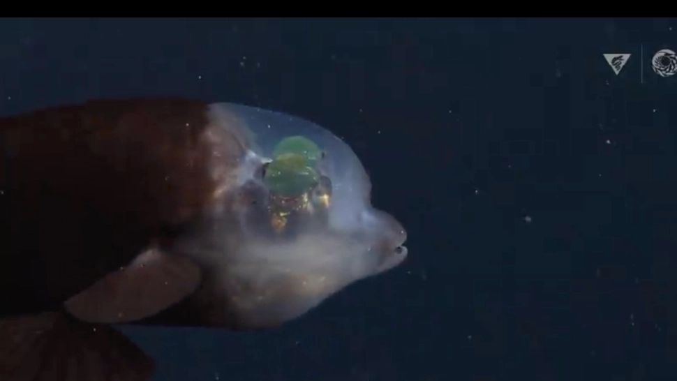 VIDEO | Un pește nemaintâlnit și parcă venit de pe altă planetă a fost filmat în adâncuri! Cercetătorii sunt uimiți de descoperire 