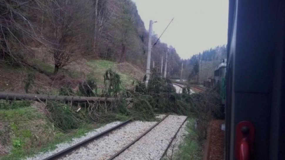 Un nou incident pe calea ferată. Vântul a doborît un copac peste linii. Circulație pe un singur fir între Buftea și Periș