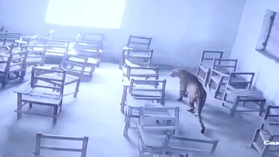 VIDEO | Momentul în care un leopard intră într-o sală de clasă, în India. A atacat și rănit un elev