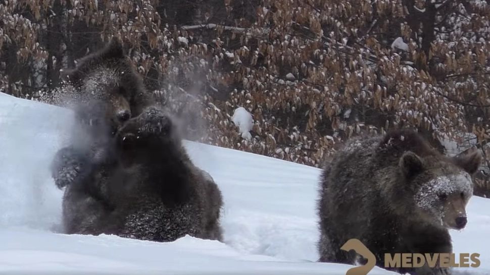 VIDEO 3 pui de urși se hârjonesc în zăpadă - Imagini deosebit de RARE