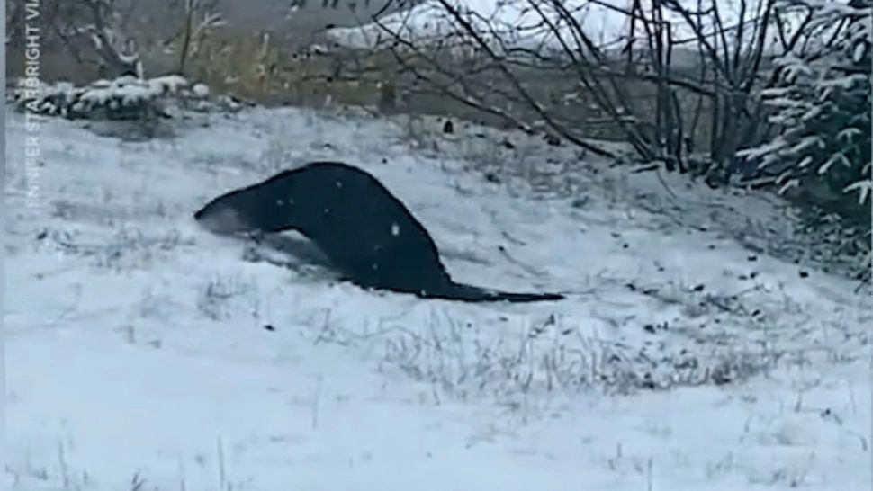 Imagini INEDITE: Cum se bucură o vidră de zăpadă - VIDEO