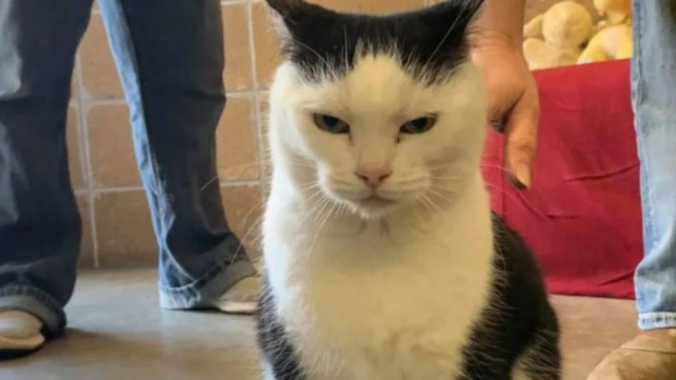 Anunțul de adopție care a șocat: "Perdita, cea mai rea pisică din lume. Credeam că e bolnavă, dar e doar nesuferită" - VIDEO