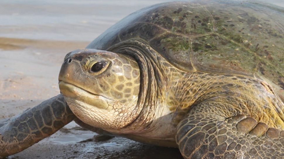 O masă de COȘMAR în ZANZIBAR! Au murit după ce au consumat carne de broască țestoasă. Zeci de victime