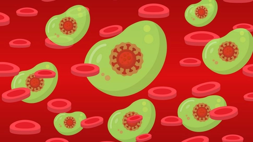 Alimentele care desfundă arterele și curăță sângele. Cum scoți toată OTRAVA din corp