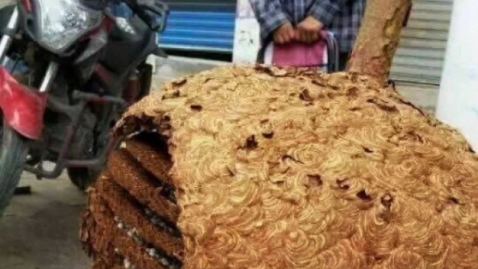 A plecat la cules de ciuperci și a făcut o descoperire șocantă. "Nimeni nu a mai văzut așa ceva"