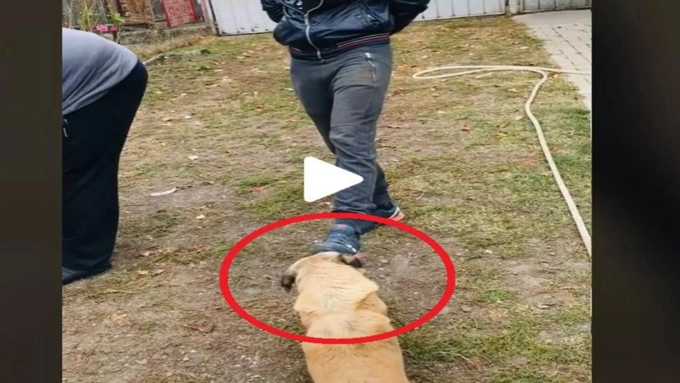 VIDEO – Cățelul Bobiță a devenit viral pe internet după ce s-a enervat rău pe un tânăr care a întins un picior către el – Imaginile care te fac să razi cu lacrimi