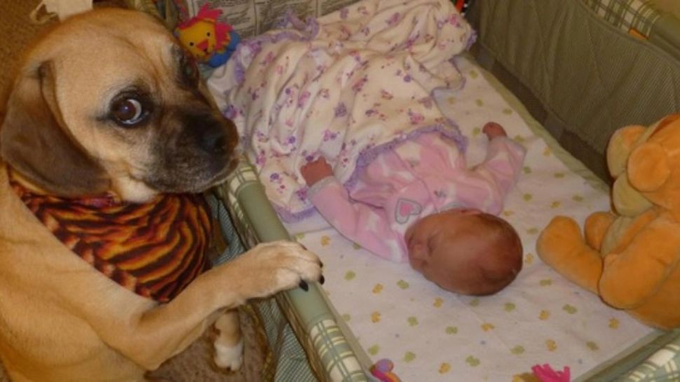 Şi-au lăsat copilul singur cu câinii şi au încuiat uşa. Când s-au întors, părinţii au amuțit! - FOTO