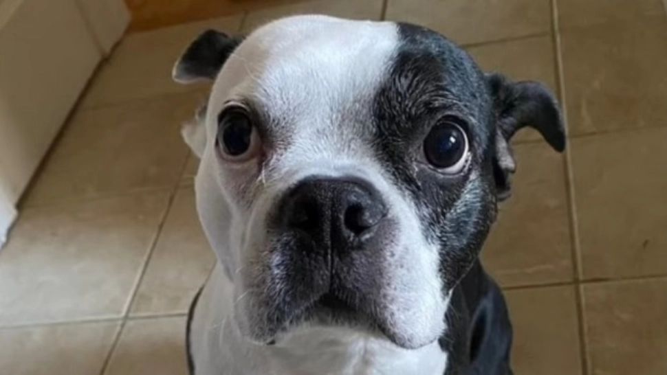 Un câine erou a salvat viața unui bebeluș care nu mai respira