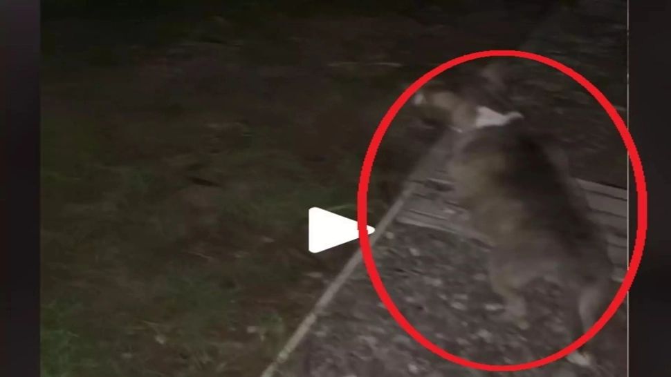 VIDEO – Când câinele nu latră, dar se uită insistent într-un punct fix, este semnalul de pericol maxim – Lecția învățată de un internaut