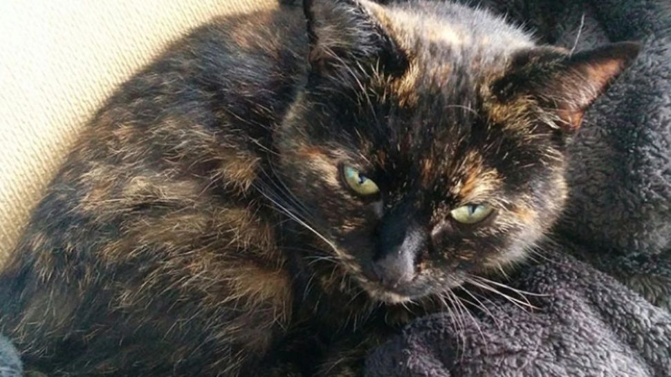 Şi-a găsit pisica în casă cu un bilet legat de gât! Când l-a citit a încremenit