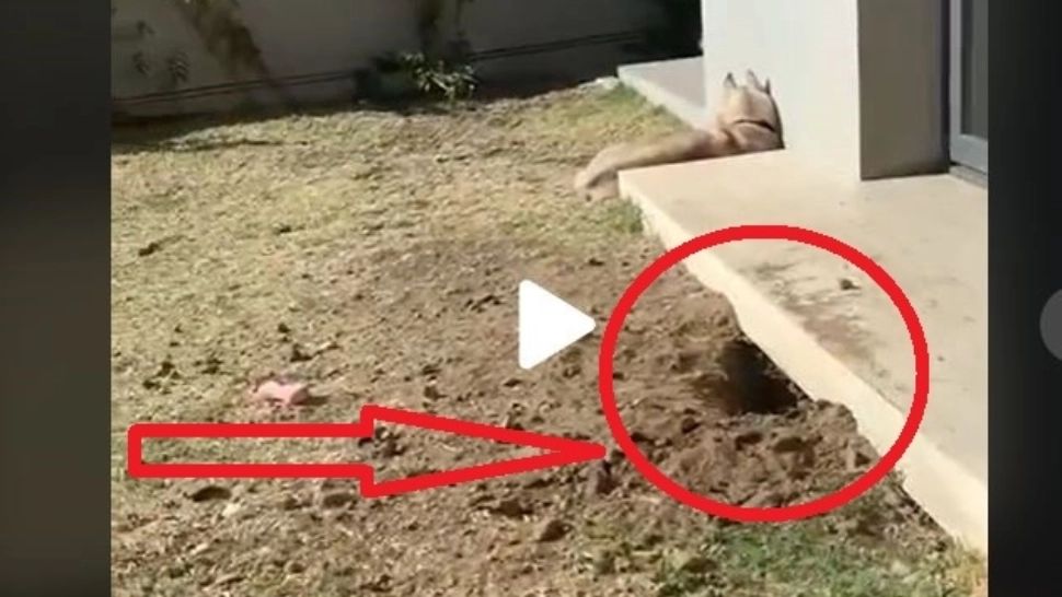 VIDEO – Aparuse o gaura sub casa si se auzeau zgomote ciudate. Proprietarul a inceput sa filmeze si deodata a iesit ceva din interior