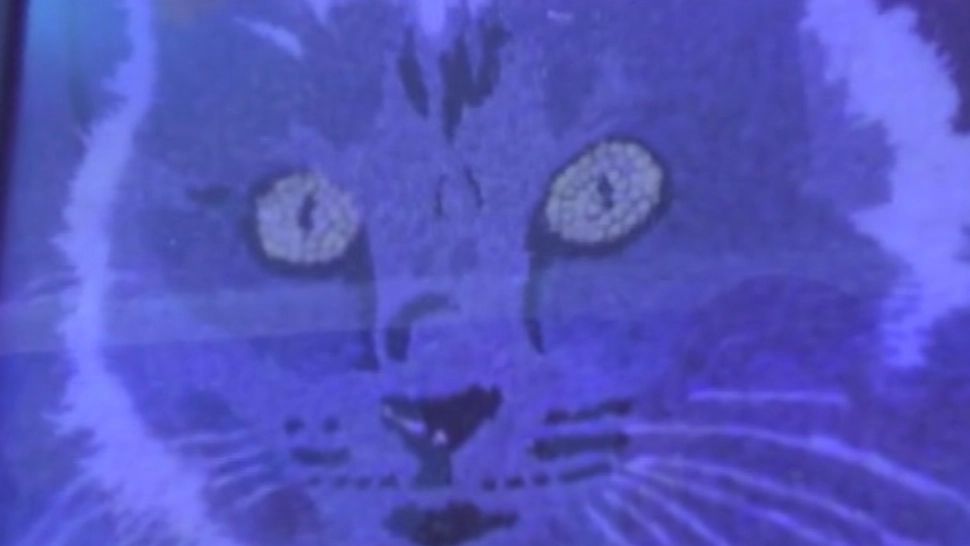 Opere de artă din boabe de orez. Cum sunt „pictate” animalele de companie cu semințe - VIDEO