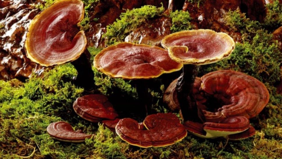 Aceasta este "ciuperca nemuririi". Cum luptă împotriva cancerului