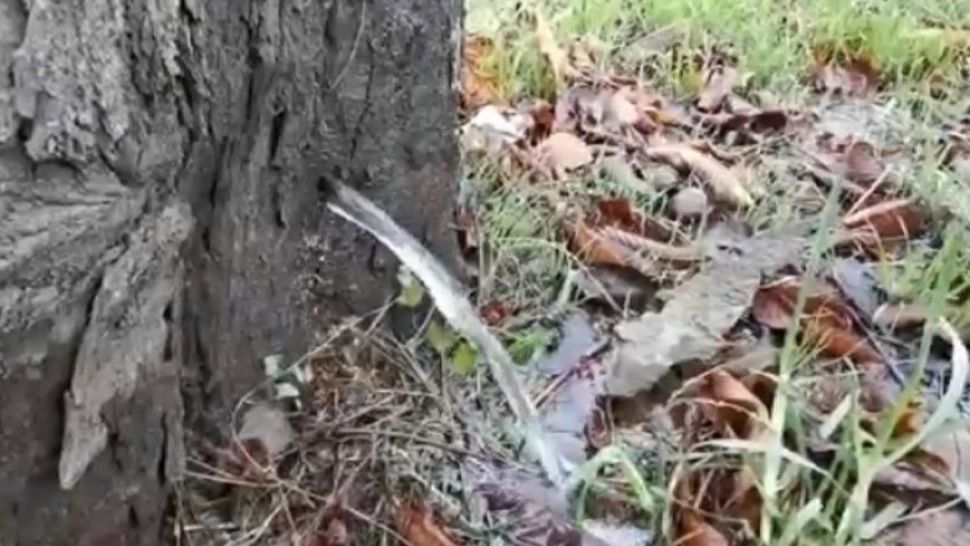 VIDEO "Minunea" de la Timișoara, copacul din care tâșnește apă. Ce au descoperit specialiștii