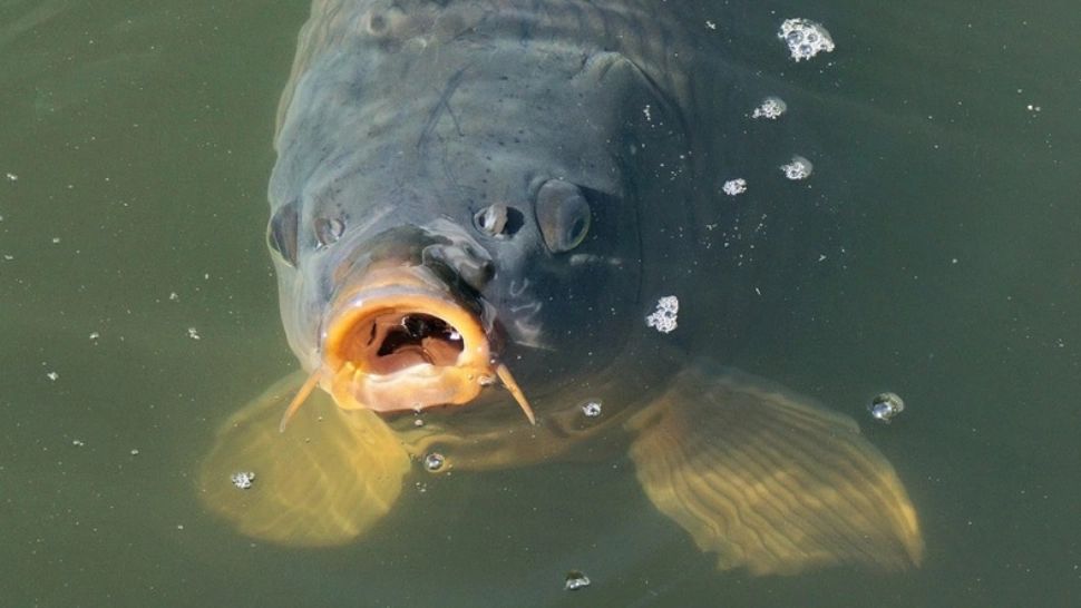 A pescuit un crap uriaș, l-a dus acasă, mândru de captură. Când l-a despicat, a urmat șocul