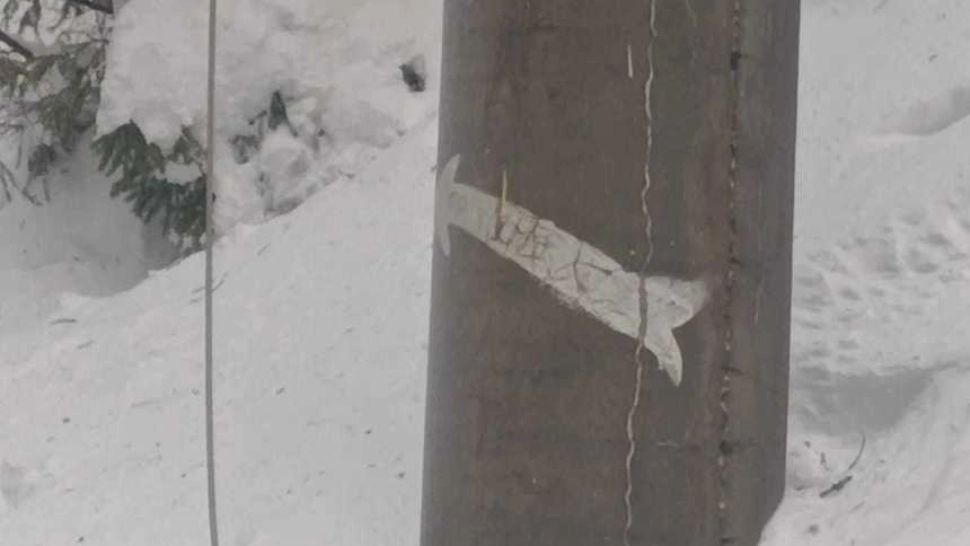 Arbori doborâți de vânt, în jud. Suceava. Fire de înaltă tensiune - pe jos, prin zăpadă