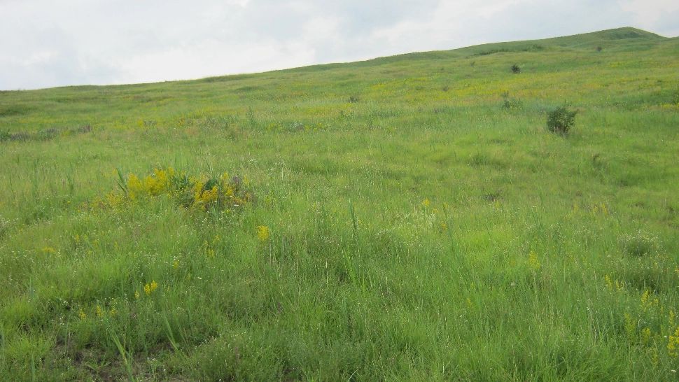 Dealul lui Dumnezeu. Locul din România unde trăiește un animal biblic, unic în lume