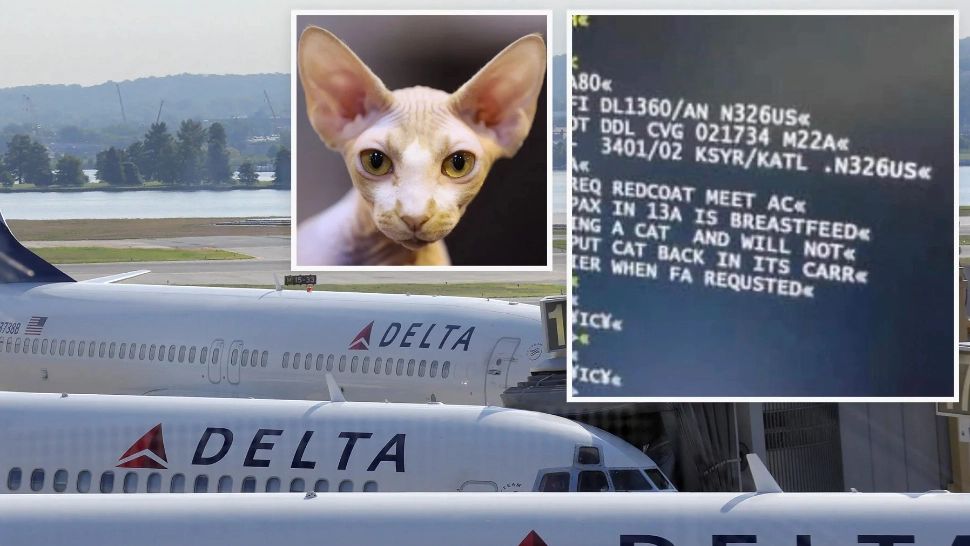 ÎNTÂMPLARE ieșită din comun! O femeie își alăpta pisica într-un mod ciudat la bordul unui avion. Pasagerii au intrat în PANICĂ 