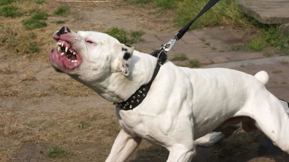 Colind de COȘMAR pentru 2 copii din Suceava! Au fost sfâșiați de câini 