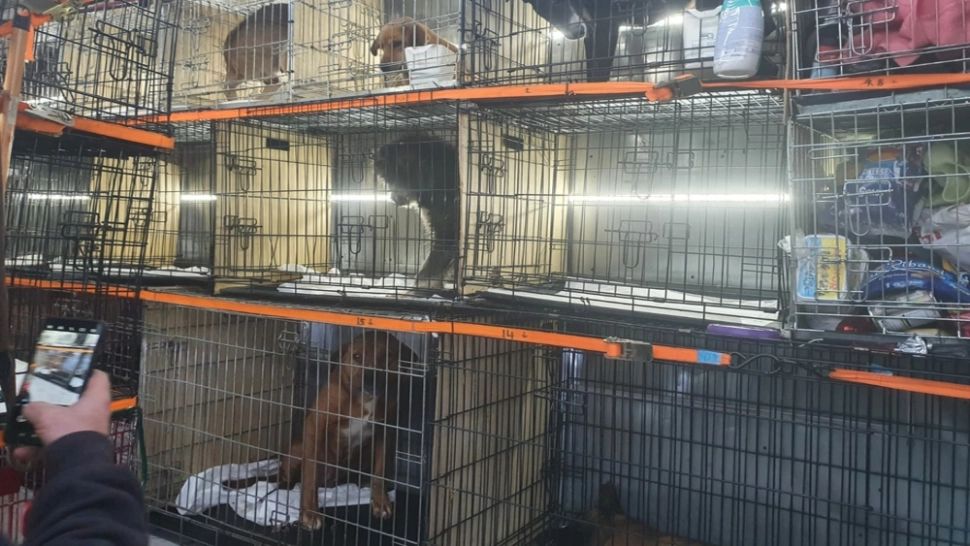 Un bărbat din Giurgiu este cercetat pentru că a chinuit peste 150 de animale