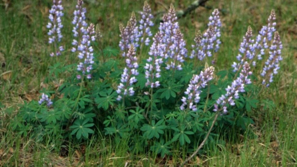 Singura PLANTĂ care poate înlocui cu succes CARNEA: combate diabetul și obezitatea