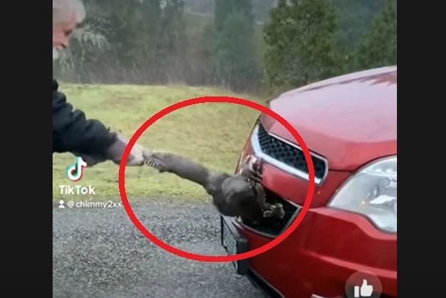 VIDEO – A auzit un zgomot ciudat în timp ce mergea cu mașina. S-a dat jos și a scos de sub capotă ceva neașteptat – Imaginile au devenit virale