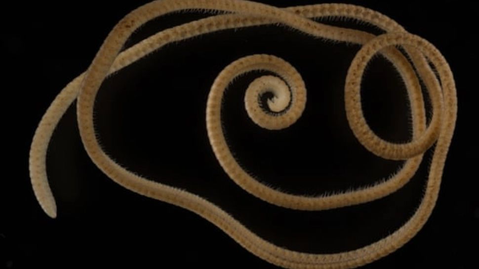 PRIMUL miriapod adevărat din lume, descoperit în Australia - are mai mult de 1.000 de picioare