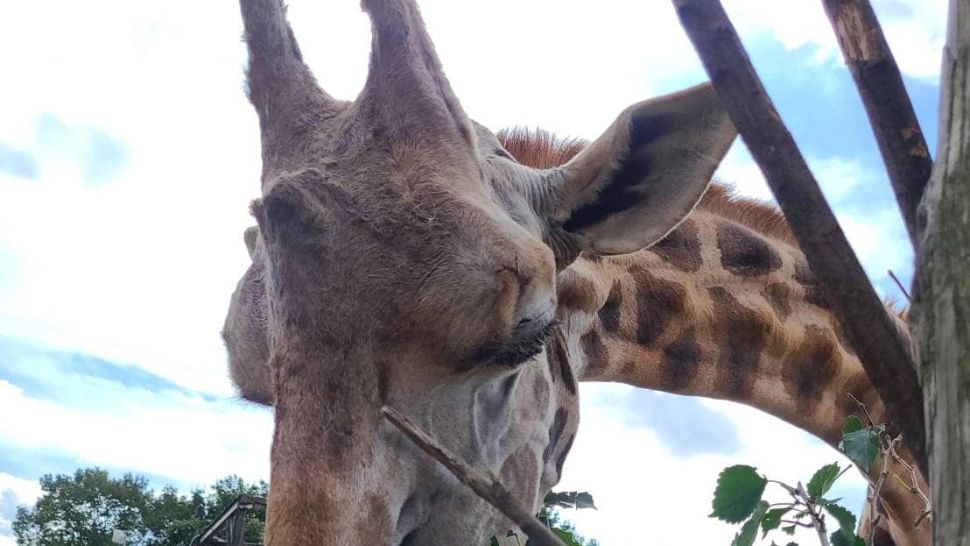 Momo, cea mai bătrână girafă a murit, în Japonia. Cum i-a cucerit pe oameni timp de 32 de ani - FOTO