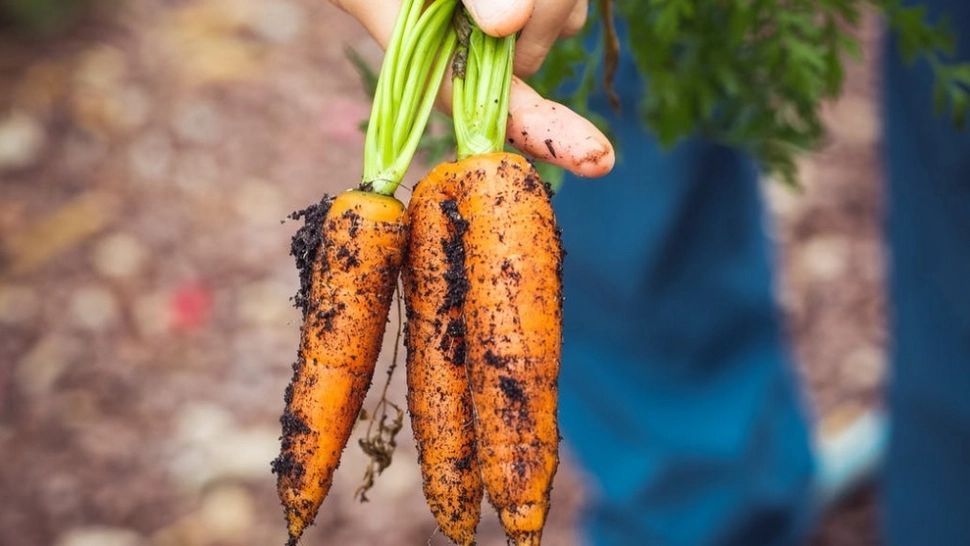 Descoperire șocantă, într-un MORCOV scos din pământ. A stat acolo 13 ani! - FOTO