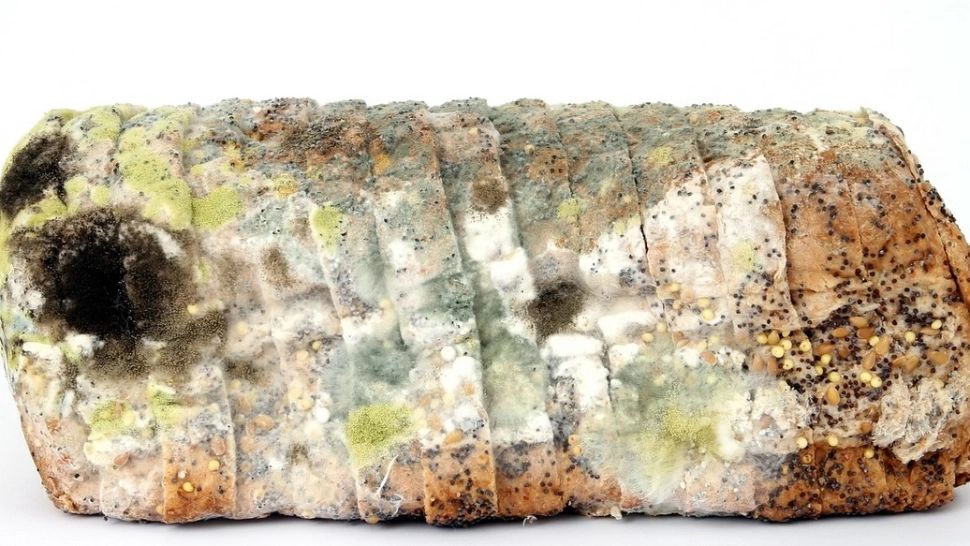 Ce se întâmplă în corpul tău dacă mănânci alimente cu mucegai