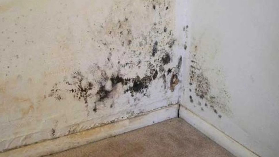 Cum îndepărtezi rapid petele de mucegai de pe pereții locuinței? Sfaturi utile pentru ca sănătatea ta și a celor dragi să nu aibă de suferit